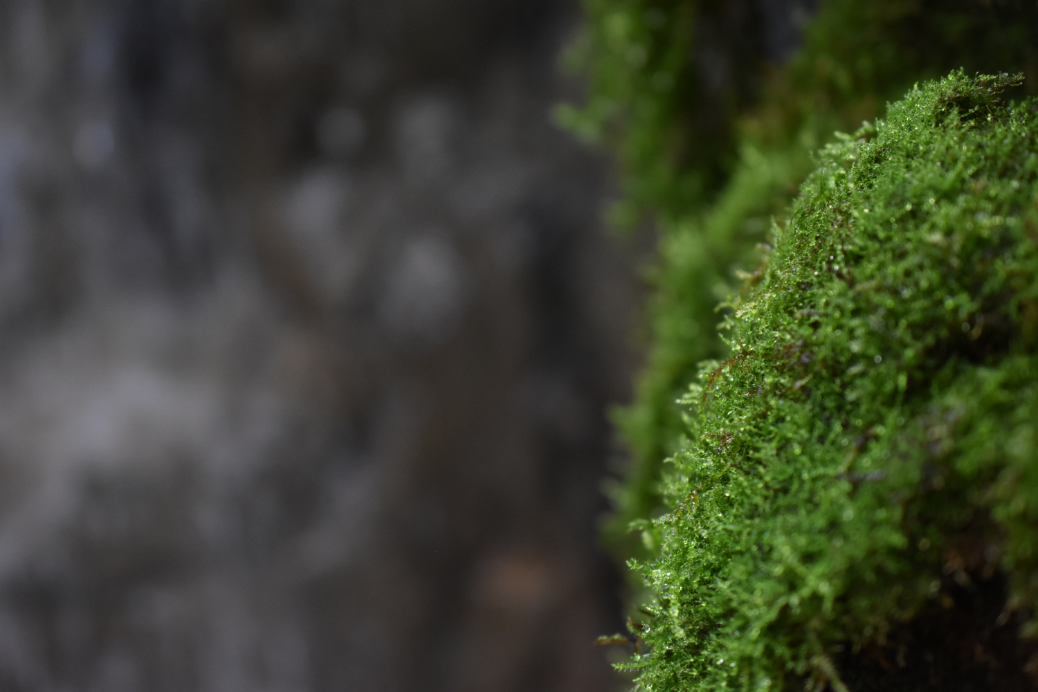 Upclose picture of moss
